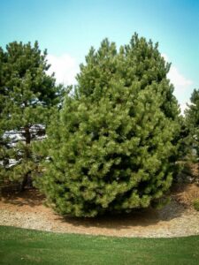 Сосна Чёрная (Pinus Nigra) купить по цене от 270.00р. в интернет-магазине «Посадика» с доставкой почтой в в Татарске и по всей России – [изображение №1].