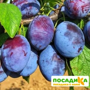 Слива Чачакская ранняя купить по цене от 229.00р. в интернет-магазине «Посадика» с доставкой почтой в в Татарске и по всей России – [изображение №1].