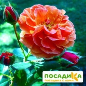 Роза Арабия купить по цене от 350.00р. в интернет-магазине «Посадика» с доставкой почтой в в Татарске и по всей России – [изображение №1].