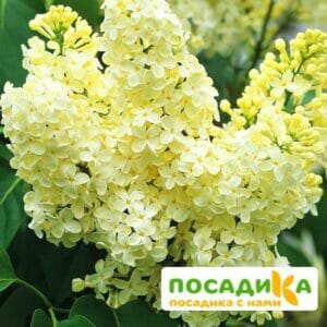 Сирень Примроуз (Primrose) купить по цене от 529.00р. в интернет-магазине «Посадика» с доставкой почтой в в Татарске и по всей России – [изображение №1].