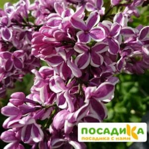 Сирень Сенсация купить по цене от 529.00р. в интернет-магазине «Посадика» с доставкой почтой в в Татарске и по всей России – [изображение №1].