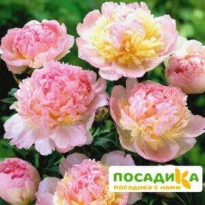 Пион Распберри Сандей (Paeonia Raspberry Sundae) купить по цене от 959р. в интернет-магазине «Посадика» с доставкой почтой в в Татарске и по всей России – [изображение №1].