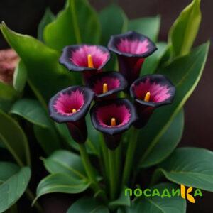 Калла Аура Лейс купить по цене от 400р. в интернет-магазине «Посадика» с доставкой почтой в в Татарске и по всей России – [изображение №1].
