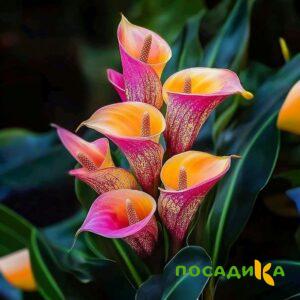 Калла Оникс купить по цене от 450р. в интернет-магазине «Посадика» с доставкой почтой в в Татарске и по всей России – [изображение №1].