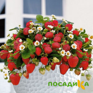 Клубника Рубиновый Шепот (горшечная) купить по цене от 240р. в интернет-магазине «Посадика» с доставкой почтой в в Татарске и по всей России – [изображение №1].