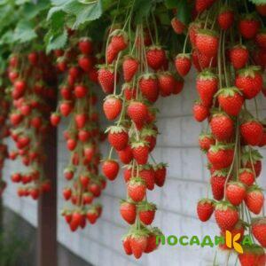 Клубника вьющаяся Комплимент купить по цене от 470р. в интернет-магазине «Посадика» с доставкой почтой в в Татарске и по всей России – [изображение №1].
