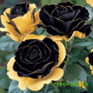 Роза Ханни Сикл купить по цене от 700р. в интернет-магазине «Посадика» с доставкой почтой в в Татарске и по всей России – [изображение №1].