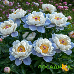 Пион акварельный Этюд купить по цене от 806р. в интернет-магазине «Посадика» с доставкой почтой в в Татарске и по всей России – [изображение №1].