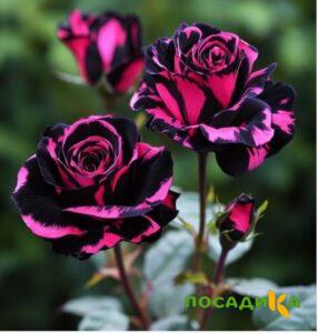 Роза Багровый Шепот купить по цене от 366р. в интернет-магазине «Посадика» с доставкой почтой в в Татарске и по всей России – [изображение №1].