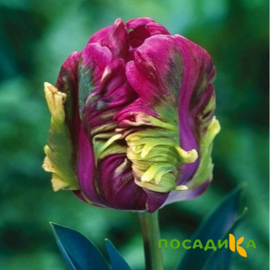 Тюльпан Экзотик Хэвен купить по цене от 186р. в интернет-магазине «Посадика» с доставкой почтой в в Татарске и по всей России – [изображение №1].