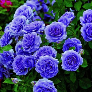 Роза Блю Мун купить по цене от 450р. в интернет-магазине «Посадика» с доставкой почтой в в Татарске и по всей России – [изображение №1].
