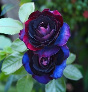 Роза Скарлет Рэвери купить по цене от 489р. в интернет-магазине «Посадика» с доставкой почтой в в Татарске и по всей России – [изображение №1].