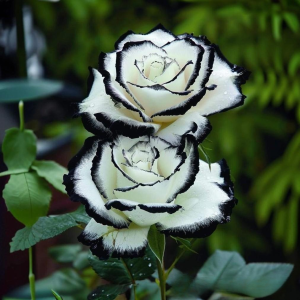 Роза Силк Ивин купить по цене от 319р. в интернет-магазине «Посадика» с доставкой почтой в в Татарске и по всей России – [изображение №1].