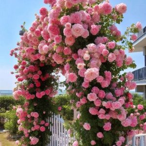 Роза Пастель Розе купить по цене от 605р. в интернет-магазине «Посадика» с доставкой почтой в в Татарске и по всей России – [изображение №1].