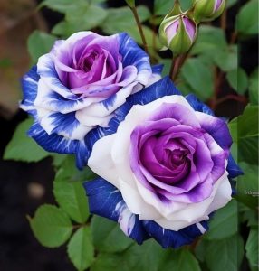 Роза Айвори Каскад купить по цене от 420р. в интернет-магазине «Посадика» с доставкой почтой в в Татарске и по всей России – [изображение №1].